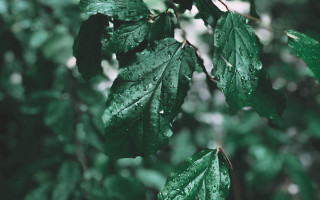 Green leafy tree water droplets - a green leafy tree free wallpaper