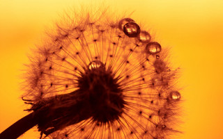 Dandelion water drops macro naturalism - a dandelion free wallpaper