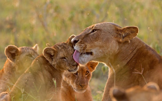 Lions group grass field trees - a field of grass and grass free wallpaper