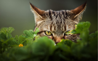 Cat green eyes hiding grass - green eye free wallpaper