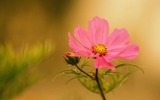Pink flower yellow center macro 5 - a yellow center free wallpaper