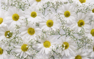 White flower bouquet closeup floral - a yellow center free wallpaper