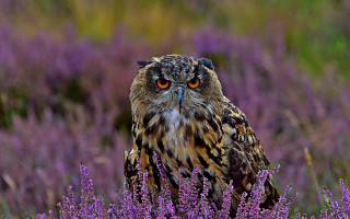 Owl purple flower field blurry - a large owl free wallpaper