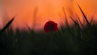 Red flower field sunset blurry - a red sky in the background free wallpaper