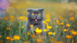 Cat flower field tongue out - dave melvin free wallpaper