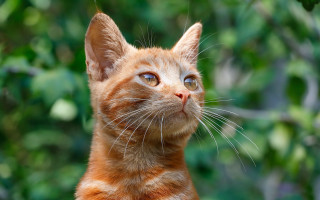 Cat green background trees blurry - a green background and trees free wallpaper