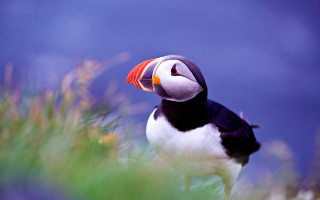 Bird red beak rock grass - a red beak free wallpaper