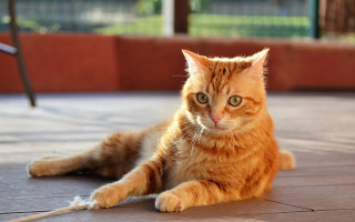 Cat leash orange shiba inu - a red brick wall free wallpaper