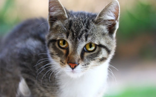 Cat white chest brown eyes - brown eye free wallpaper