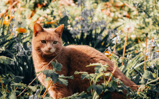 Sad cat autumn flower field - e. william gollings free wallpaper