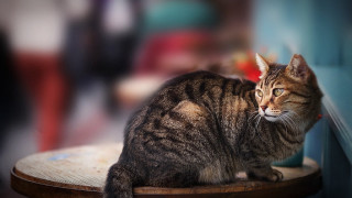 Cat sitting table distant look 2 - something free wallpaper for desktop