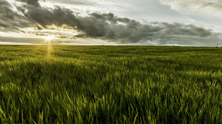 Grass sky horizon lone tree - a lone tree in the distance free wallpaper