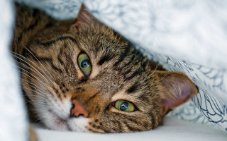 Curious cat under blanket green - the bed free wallpaper
