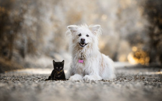 Dog cat outdoors blurry animals - a dog and a cat free wallpaper