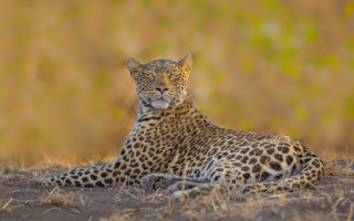 Leopard grass blurry background jaguar - a leopard free wallpaper