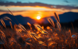 Sunset grass field clouds horizon - a field of grass free wallpaper