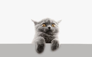 Surprised cat over wall shock - grey free wallpaper