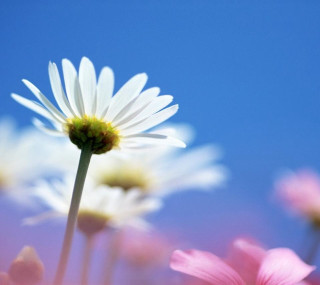 Daisies field blue sky pink - free flowers wallpaper for tablet