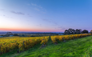 Sunset grass field trees horizon - vine free wallpaper for desktop