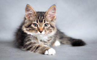 Cat shiba inu gray surface - a gray surface free wallpaper