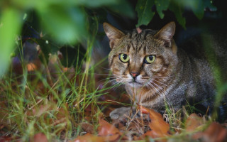 Cat surprised grass focus puzzle - look free wallpaper for desktop