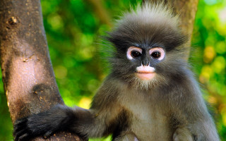 Monkey long tail tree branch 2 - a monkey with free wallpaper