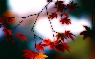 Branch red leaves blurry background - red leaf free wallpaper for desktop