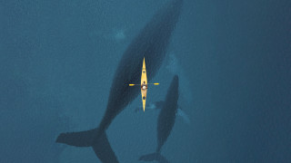 Yellow boat whale night sky - free airplane wallpaper