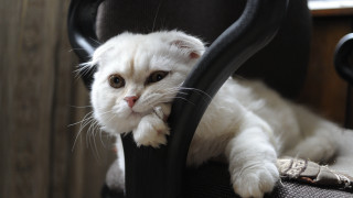 White cat black chair melting - a white cat free wallpaper