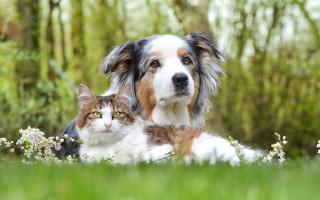 Dog cat grass trees bokeh - a dog and a cat free wallpaper