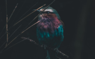 Colorful bird night branch blurry - the dark night time free wallpaper
