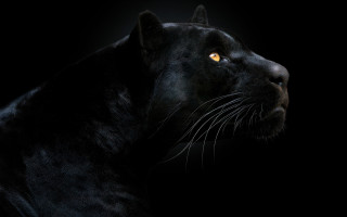 Black panther yellow eyes night - the dark night time free wallpaper