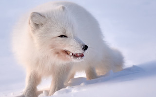 White fox snow winter smiling - a white fox free wallpaper