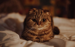 Cat sad bed dean roger - dean roger free wallpaper