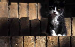 Black white cat wooden ledge - cat free wallpaper