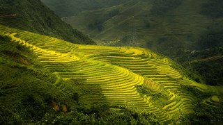 Green field mountain trees ecological - a large field free wallpaper for desktop