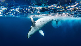 Whale ocean sky beach watercraft - its mouth open free wallpaper