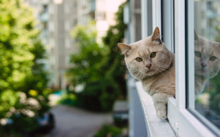 Cat window outdoor green tree - the window free wallpaper