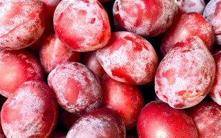 Plums ice snow red background - ice free wallpaper
