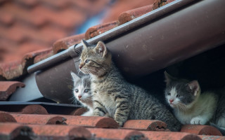 Cats roof window animal photography - free cats wallpaper