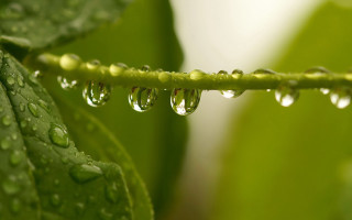 Green leaf water drops macro 13 - a light reflection free wallpaper for desktop