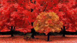 Park bench autumn leaves tree - red leaf free wallpaper for desktop