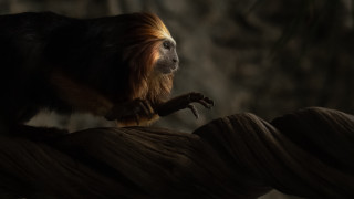 Monkey rope dark room tree - a monkey free wallpaper