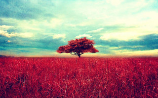 Lone tree cloudy sky mountain - a lone tree in a field free wallpaper
