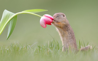 Squirrel sniffing flower macro nature - a squirrel free wallpaper