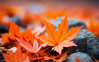 Orange leaves rocky ground autumn - top free wallpaper