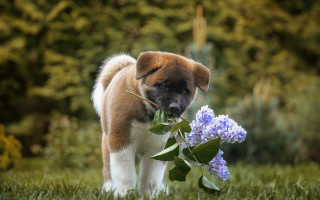 Puppy flower field grass trees - a puppy free wallpaper