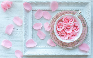 Pink rose petals still life - a white frame free wallpaper
