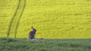 Rabbit green field yellow flowers - a rabbit free wallpaper for desktop
