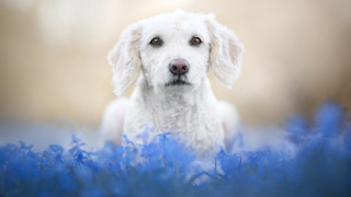 White dog blue flowers sad - blue flower free wallpaper